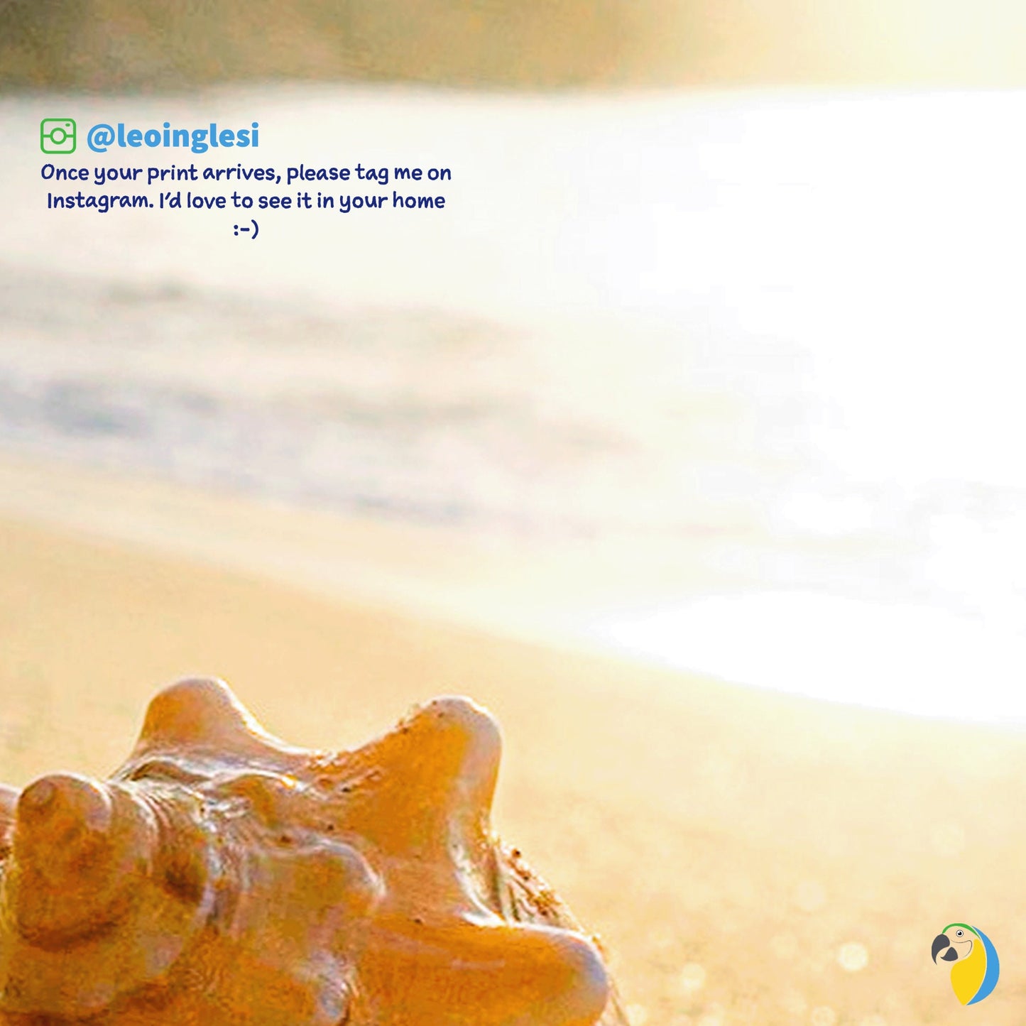 Photo Of A Seashell On A Brazilian Beach Paper Poster | Ocean Photography Wall Art For Coastal Seaside Decor | Original Sun Sea Photograph | Papagaio Studio Etsy Shop